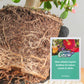 💥 50%OFF💥Slow-Release Organic Fertilizer In Stick Form For Indoor Plants
