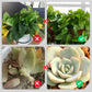 💥 50%OFF💥Slow-Release Organic Fertilizer In Stick Form For Indoor Plants