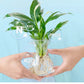 ✨Buy 1 Get 1 Free✨Hydroponic Nutrient Solution for Plant Growth