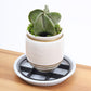 🌿🌹Root-Saving Pot Riser – Elevates Planters, Promotes Airflow, Keeps Floors Clean