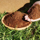 🔥New Year Special Sale 49% OFF💥 Organic Coconut Coir for Plants（Buy 3 Get 5 FREE）